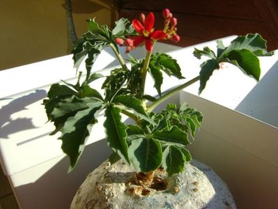 Jatropha berlandieri