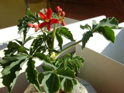 Jatropha berlandieri