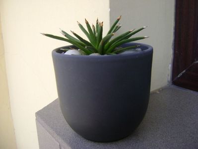 Agave albopilosa