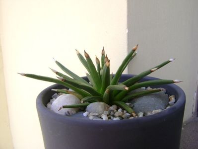 Agave albopilosa