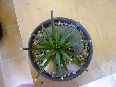 Agave albopilosa