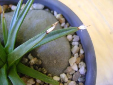 Agave albopilosa