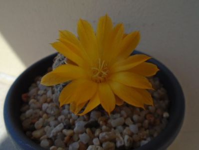 Rebutia arenacea