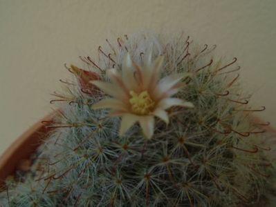 Mammillaria bocasana