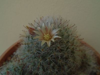 Mammillaria bocasana