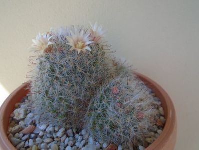 Mammillaria bocasana