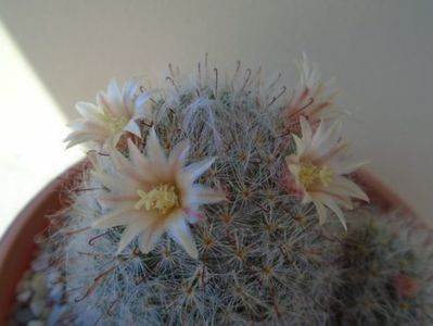 Mammillaria bocasana