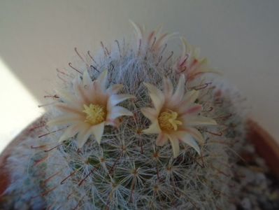 Mammillaria bocasana