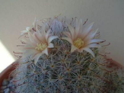 Mammillaria bocasana