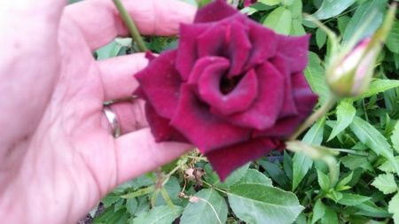 Black Baccara