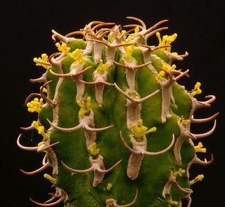 Euphorbia columnaris