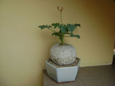 Jatropha berlandieri