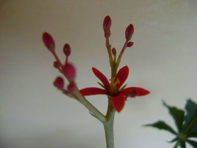 Jatropha berlandieri