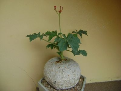 Jatropha berlandieri