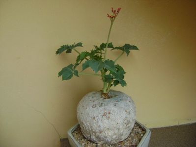 Jatropha berlandieri