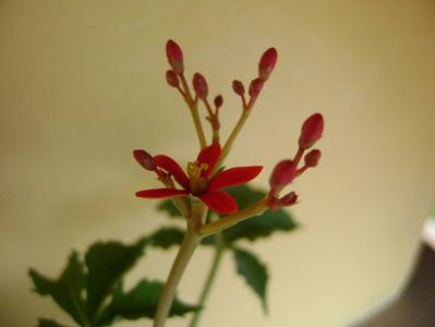 Jatropha berlandieri