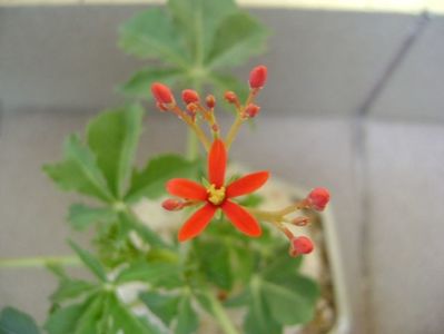 Jatropha berlandieri