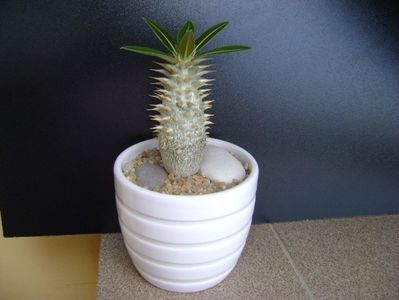 Pachypodium horombense