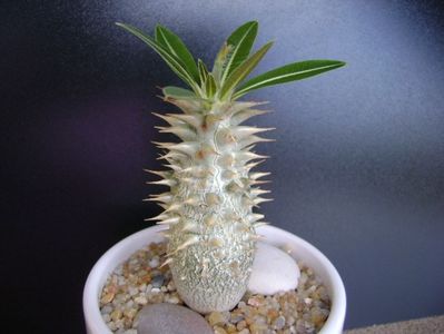 Pachypodium horombense