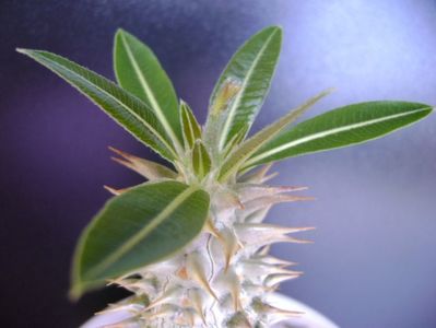 Pachypodium horombense