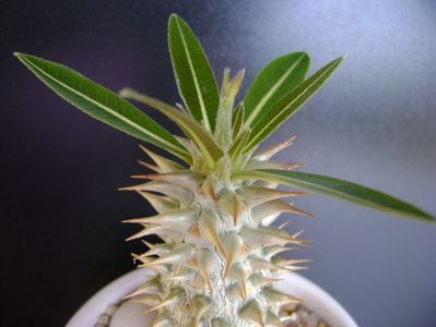 Pachypodium horombense