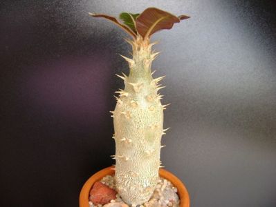 Pachypodium rosulatum