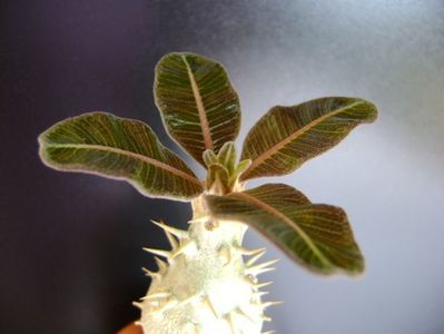 Pachypodium rosulatum