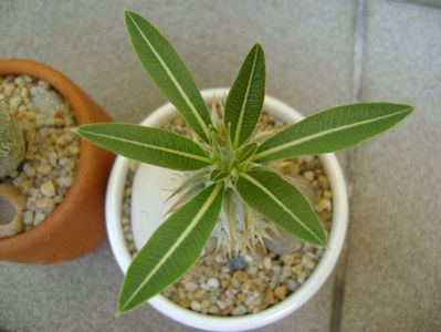 Pachypodium horombense