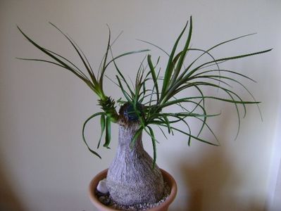 Beaucarnea recurvata (Nolina)