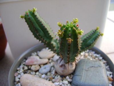 Euphorbia tubiglans