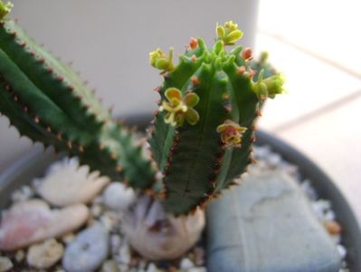 Euphorbia tubiglans