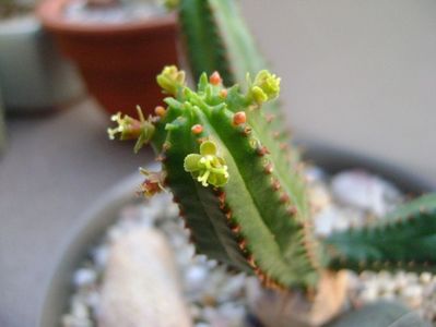 Euphorbia tubiglans