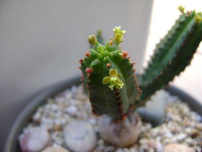 Euphorbia tubiglans