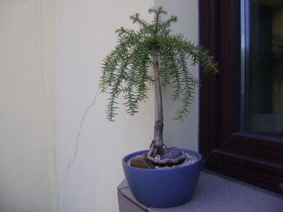 Araucaria cunninghamii v. glauca; replantat in 10 iun. 2019
