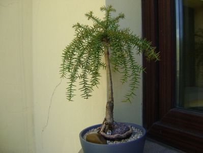 Araucaria cunninghamii v. glauca; replantat in 10 iun. 2019
