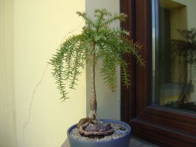 Araucaria cunninghamii v. glauca; replantat in 10 iun. 2019
