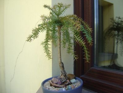 Araucaria cunninghamii v. glauca; replantat in 10 iun. 2019
