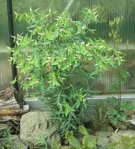 Euphorbia Lathyris-Planta Anticartita- 15 lei
