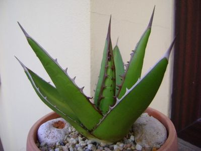 Agave horrida; replantata in 12 iun. 2019
