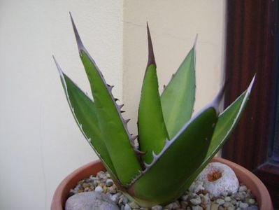 Agave horrida; replantata in 12 iun. 2019
