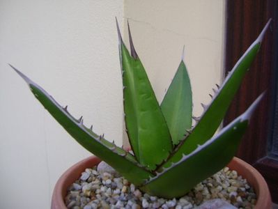 Agave horrida; replantata in 12 iun. 2019
