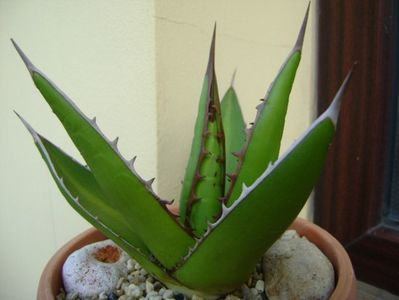 Agave horrida; replantata in 12 iun. 2019
