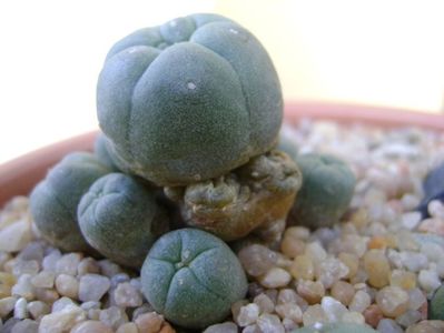 Lophophora williamsii v. caespitosa