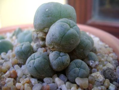 Lophophora williamsii v. caespitosa