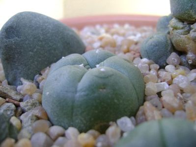 Lophophora williamsii (Peyote)