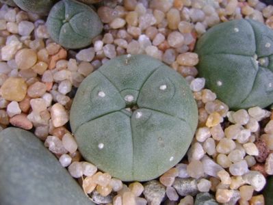 Lophophora williamsii (Peyote)