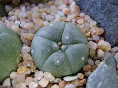 Lophophora williamsii v. texana