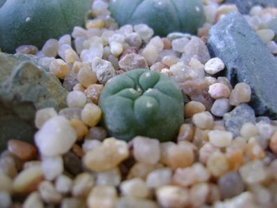 Lophophora diffusa v. Koehresii