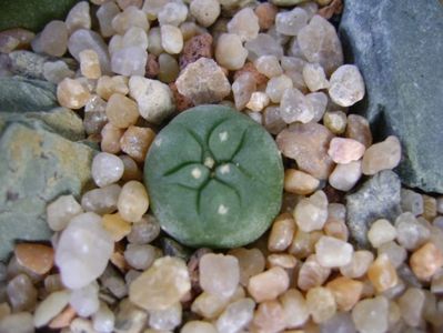 Lophophora diffusa v. Koehresii