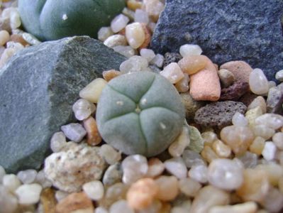 Lophophora lutea